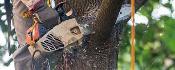 Best Tree Preservation Services  in Spring Park, MN