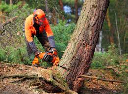 Best Tree Maintenance Programs  in Spring Park, MN