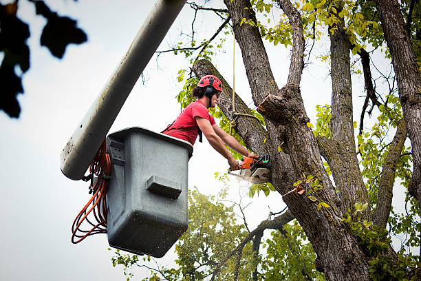 How Our Tree Care Process Works  in Spring Park, MN