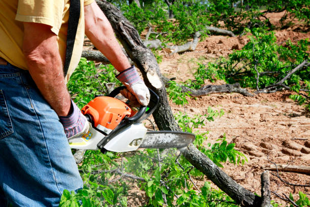 Best Hazardous Tree Removal  in Spring Park, MN